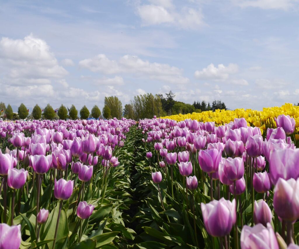 Royal Flora Holland